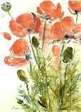 Mohn, 2000