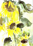 Sonnenblumen, 1998